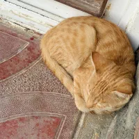 واگذاری گربه خانگی|گربه|بوکان, |دیوار