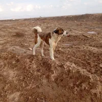 سگ گله|سگ|خوشاب, |دیوار