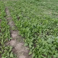 فروش اسفناج محلی گنبد حسن اباد کیلویی 30تومن|خوردنی و آشامیدنی|گنبد کاووس, |دیوار