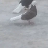 کبوتر 14پردم