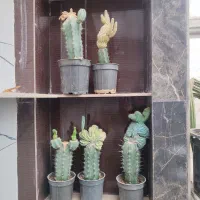فروش یکجا کاکتوس کلکسیونی