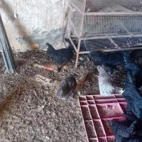 خروس مرندی ایام سمانی استرالپ