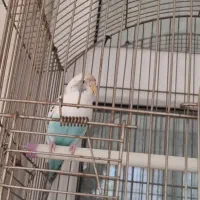 مرغ عشق ماده|پرنده|ری, دولتآباد|دیوار