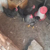 مرغ برا فروش|حیوانات مزرعه|اسکو, |دیوار