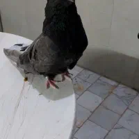 کبوتر نوک قنار