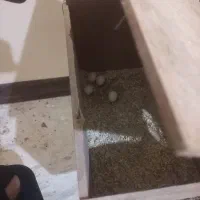 عروس هلندی جفتی ۲۵۰۰۰۰۰ با قفس|پرنده|پردیس, فاز ۱۱|دیوار