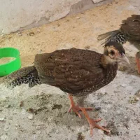 فروش جوجه سیلور