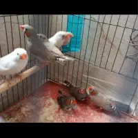 فنچ