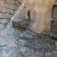 مرغ لاری درشهر|حیوانات مزرعه|دره شهر, |دیوار