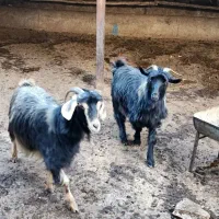 بز جوان|حیوانات مزرعه|مریوان, |دیوار