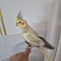 عروس هلندی نر