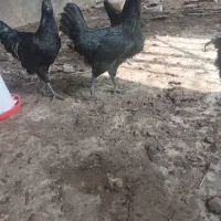 مرغو خروس دزدیده شده|حیوانات|گرگان, |دیوار