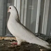 جفت با دوتا جوجه ۷۰۰