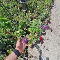 میوه بزرگ تنومند روتبال سطلی پایان کار|خدمات باغبانی و درختکاری|فلاورجان, |دیوار