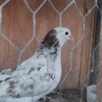 ۵ تاکفتر پرشی|پرنده|قرچک, میرزائی شمالی|دیوار