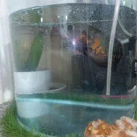 آکواریوم|ماهی|بندر کنگان, |دیوار