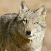 مقاله راجب گرگ کسانی که به شکار گرگ میرن