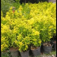 فروش گل شمشادطلایی گلدانی