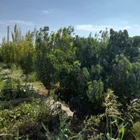 فروش زمین ۱/۵هکتار ، فنس کشی شده