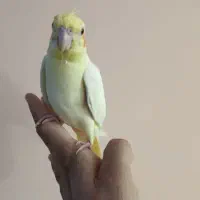 جوجه نرمه خور لوتینو