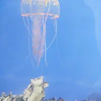 آکواریوم شیشه 10میل خارجی|ماهی|قرچک, فردیس|دیوار