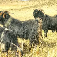 معاوضه بزبامیش