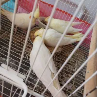 کوتوله بالغ (نر)بشرط وعروس آهویی سرلاکی دستی