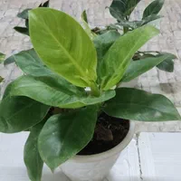 با گلهای زیبا طراوت را به خانه خود هدیه کن|گل و گیاه طبیعی|شاهینشهر, عطار|دیوار