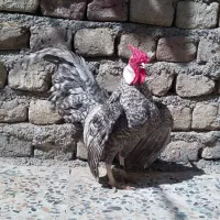 جوجه،نیمچه،مرغ و خروس رزکامپ مینیاتوری