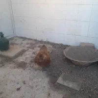 خروس ابریشمی