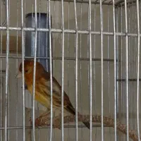 سهره قناری جوانه