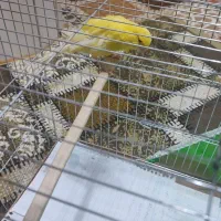 قناری نر|پرنده|صومعه‌سرا, |دیوار