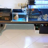 ماهی.آکواریوم.لوازم.غذا.محلول