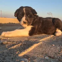 توله قدرجونی(قهدریجانی)|سگ|ورزنه, |دیوار