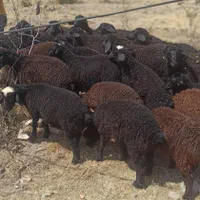 تپل بره زنده گوشتی گوسفند قوچ ومیش|حیوانات مزرعه|تهران, امامت|دیوار