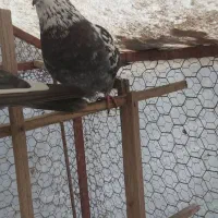 کبوتر پرشی|پرنده|کلارآباد, |دیوار