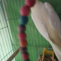 عروس هلندی ماده