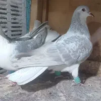 کبوتر درجه یک|پرنده|تربت جام, فاز ۲ فرهنگیان|دیوار