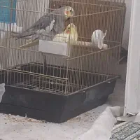 عروس هلندی جفت نر و ماده