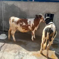 گاو‌ یا گوساله سیمینتال