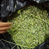 یونجه خشک خرگوش