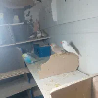 سه جفت کفتر ارزون با پنج تا فنچ