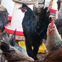 خروس