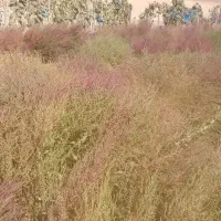 جارو