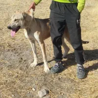 توله سرابی|سگ|بستان آباد, |دیوار