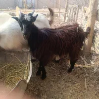 بزغاله
