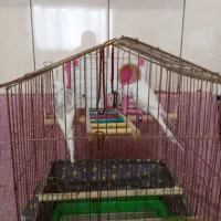 عروس هلندی البینو