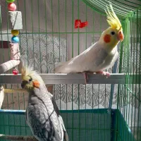 عروس هلندی جفت