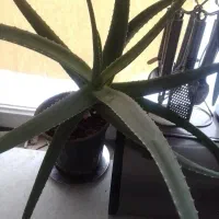 گل آلورا|گل و گیاه طبیعی|محمدیه-قزوین, |دیوار