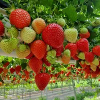 (( بذر )) توت فرنگی